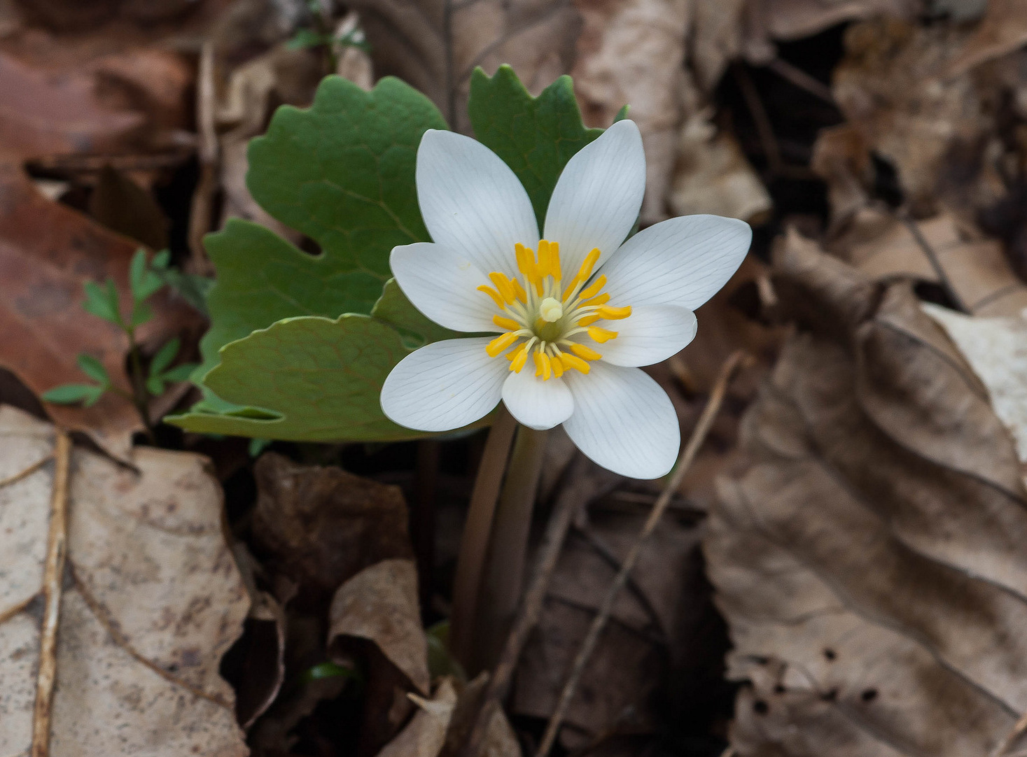 image of bloodroot