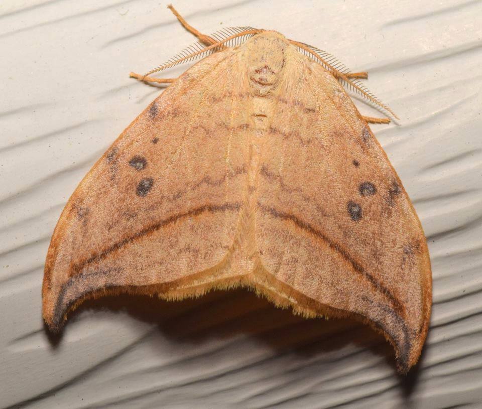 image of moth