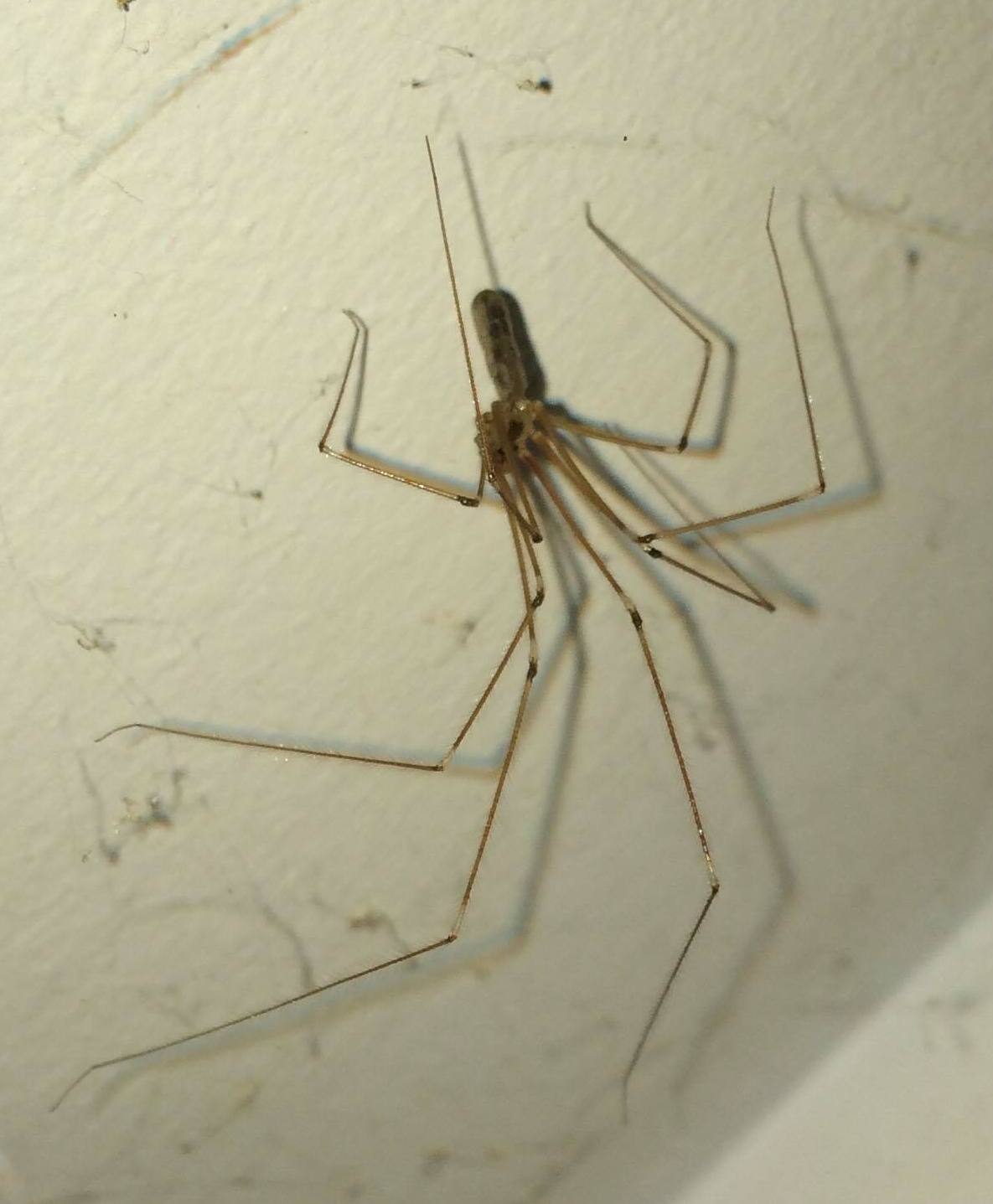 Pholcidae spider