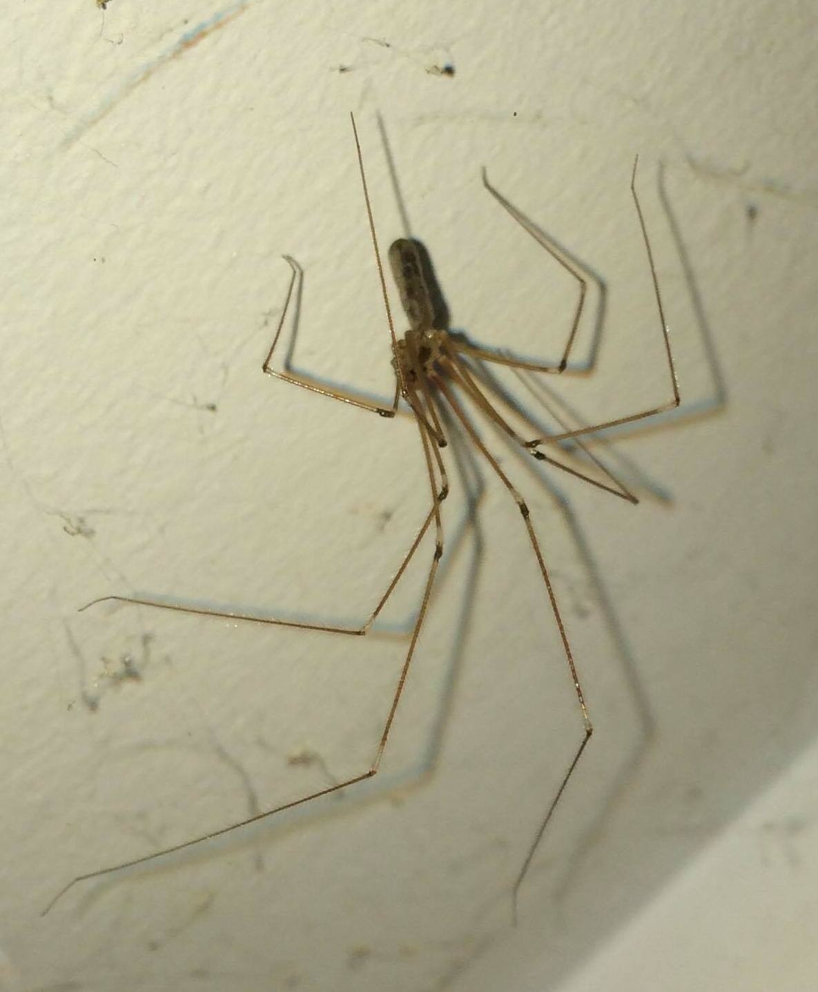 The Myth of the Grandaddy Long Legs