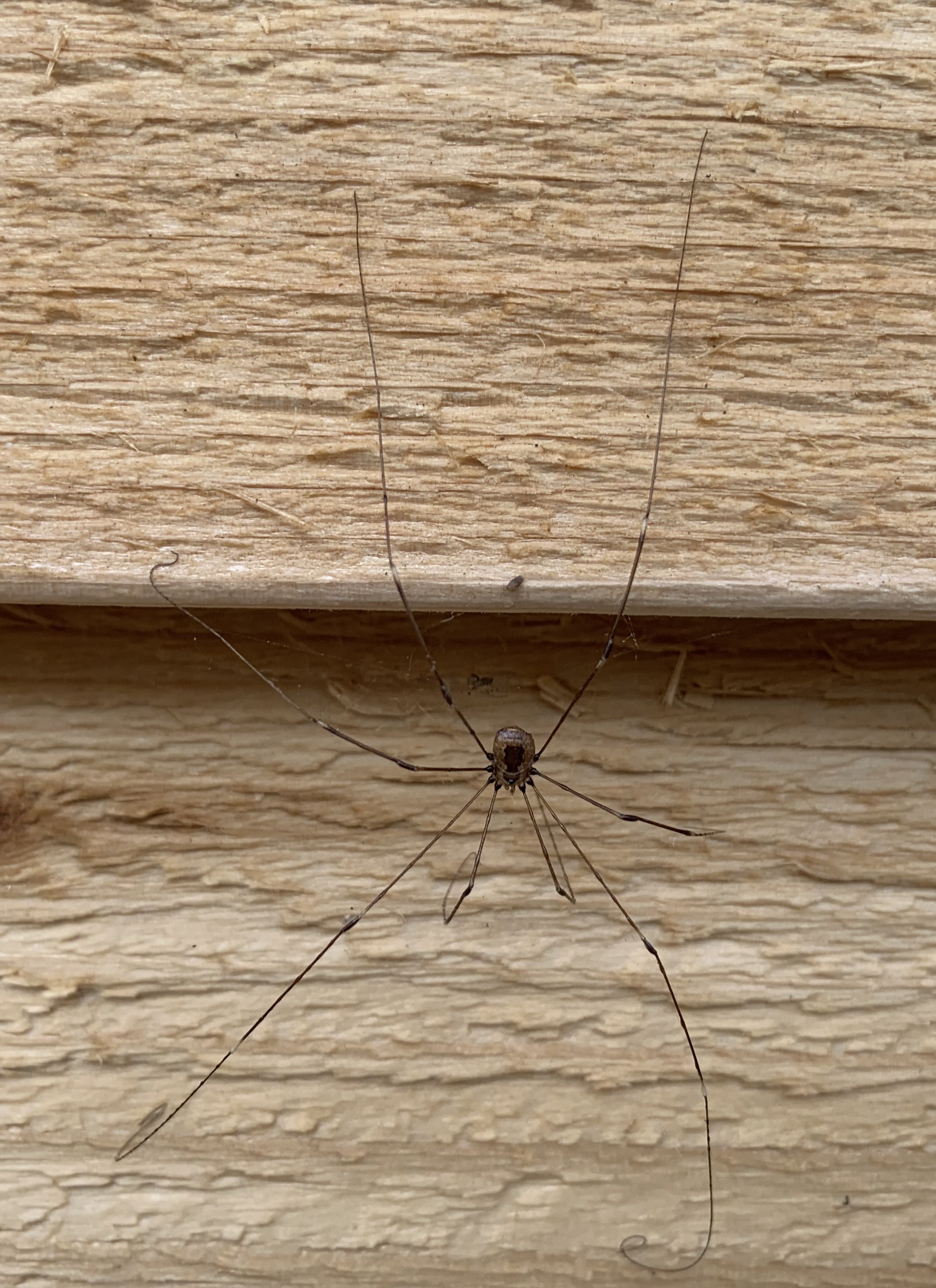 Mommy Long-Legs, This is actually a Harvestman spider. Comm…