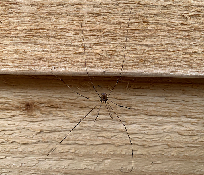 The Myth of the Grandaddy Long Legs