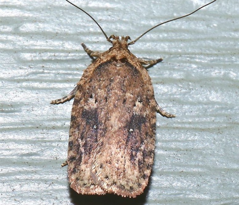 Agonopterix