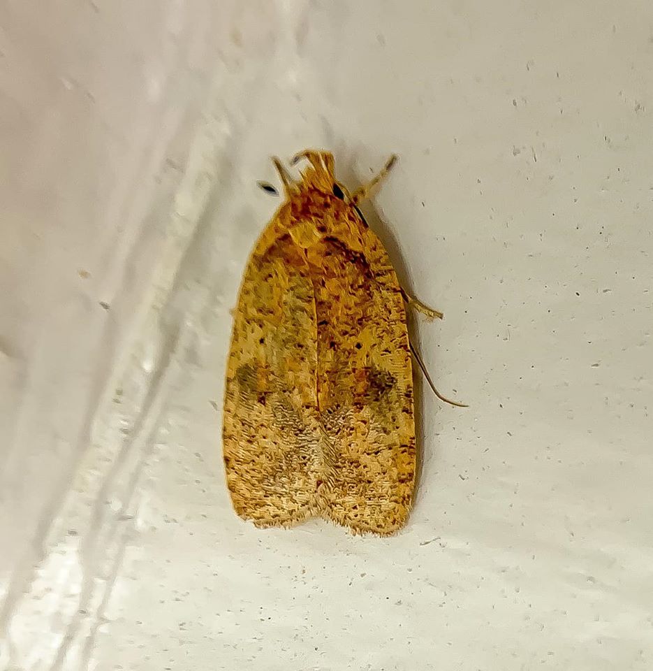 Thelma's Agonopterix