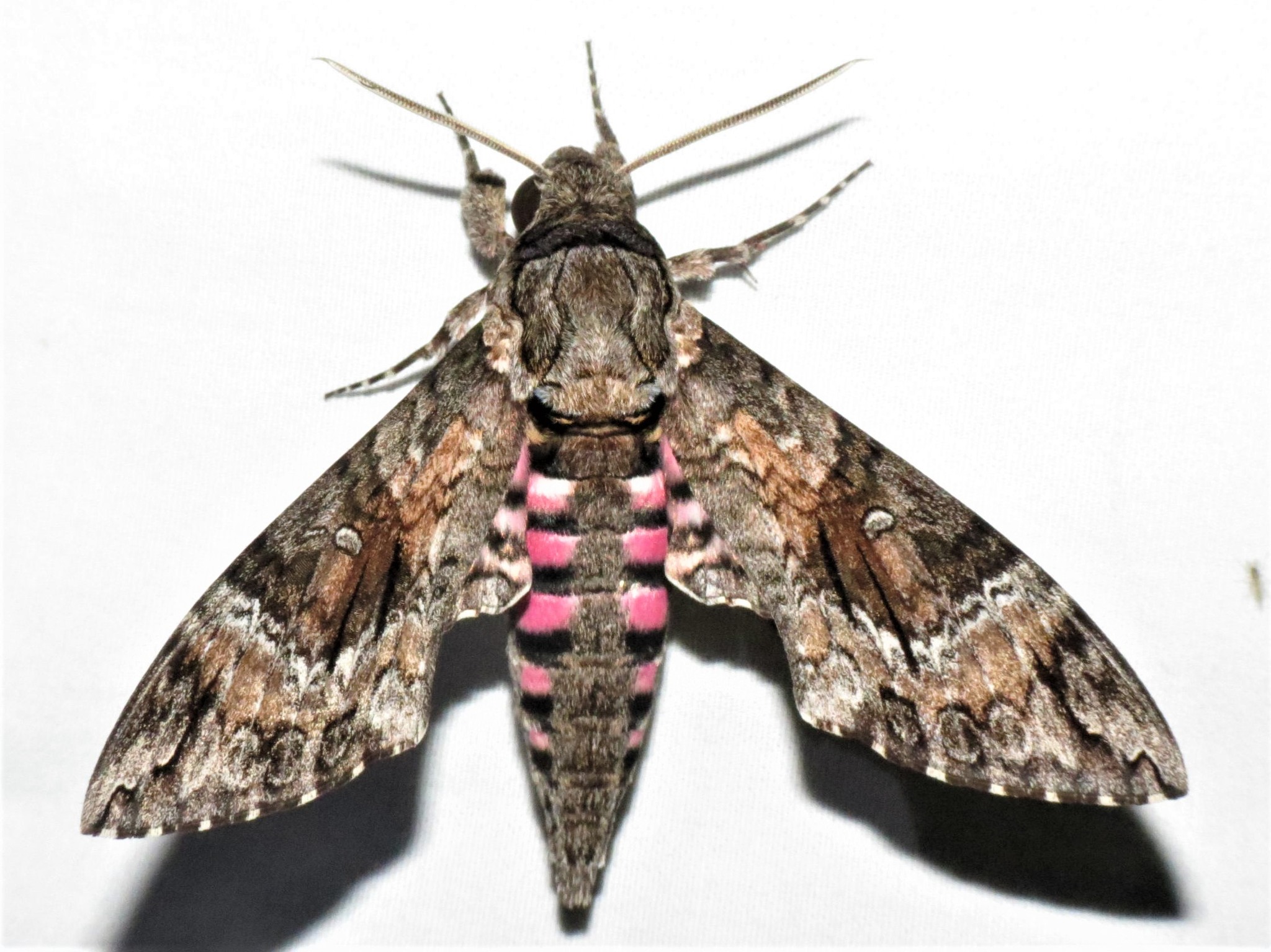 Pink Spotted Hawkmoth — The Department of Environment and Natural Resources