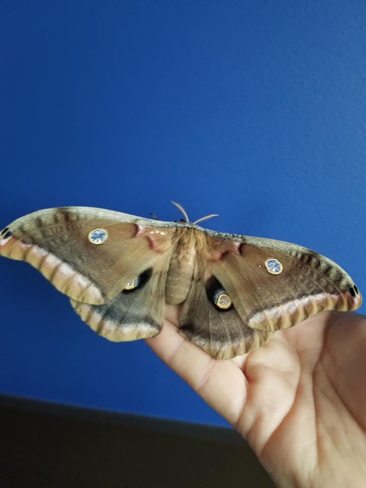 Polyphemus Moth