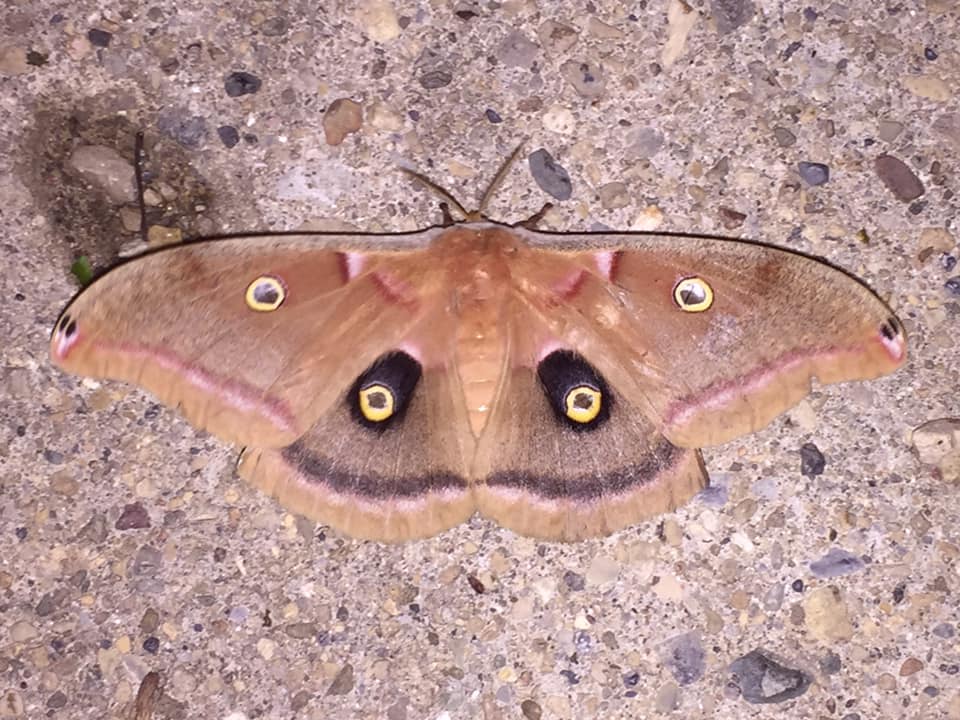 Polyphemus Moth