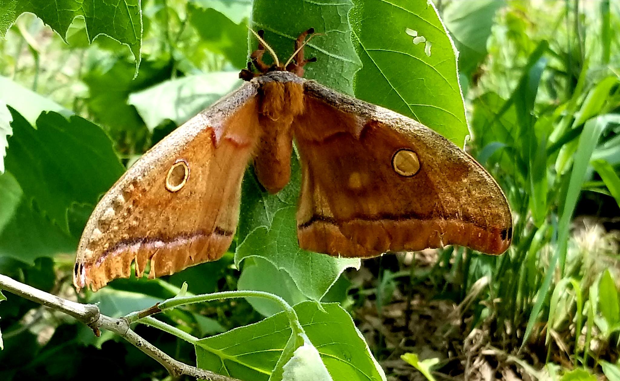 Polyphemus Moth