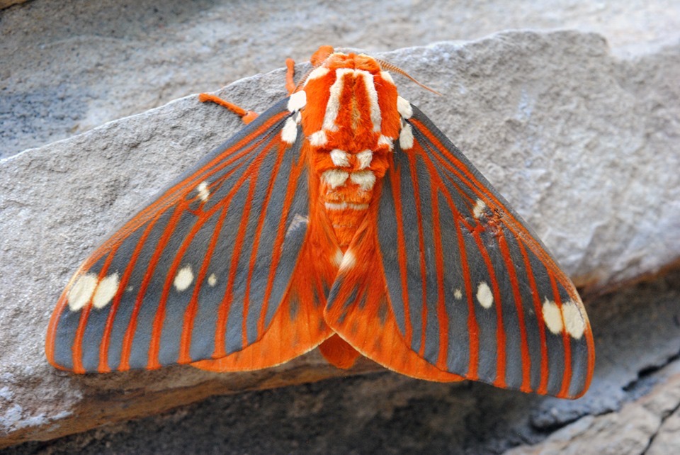 Regal Moth