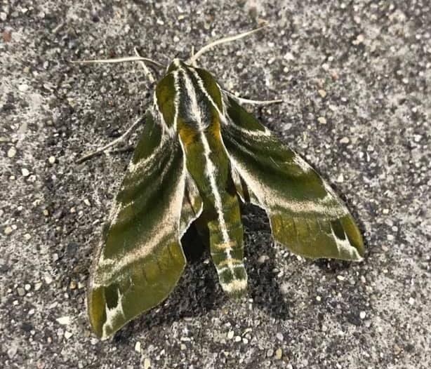 hydrangea sphinx