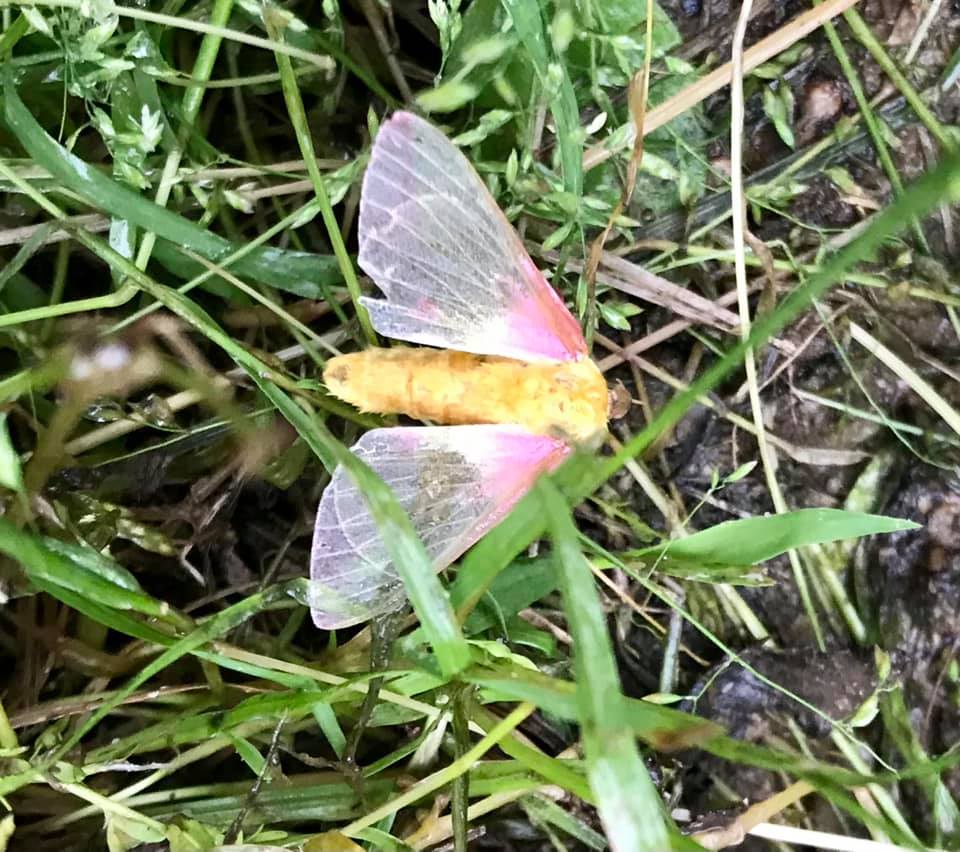 Maryland Native Wildlife: Rosy Maple Moth (Dryocampa rubicunda)