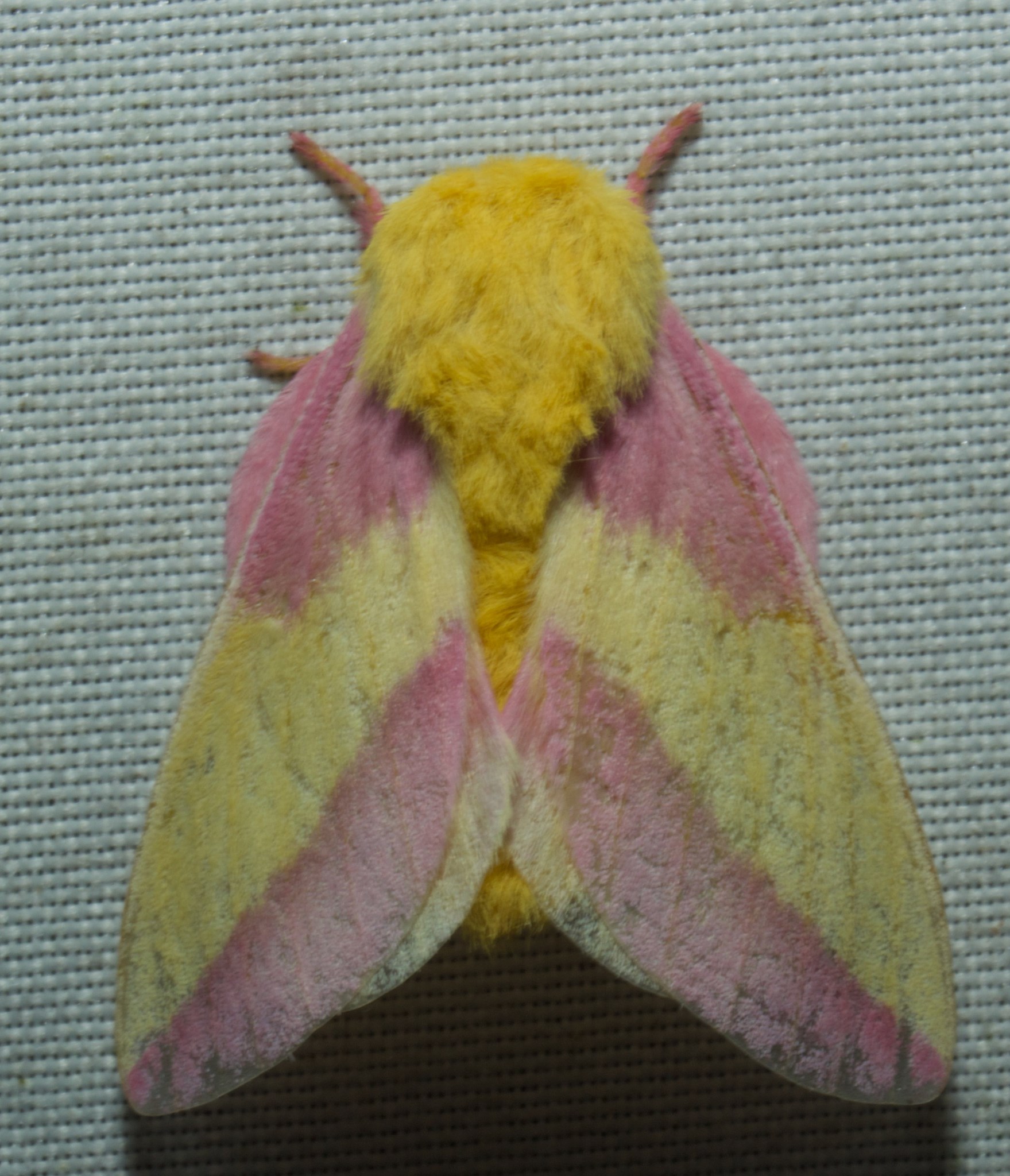 File:- 7715 – Dryocampa rubicunda – Rosy Maple Moth (20503351051).jpg -  Wikimedia Commons