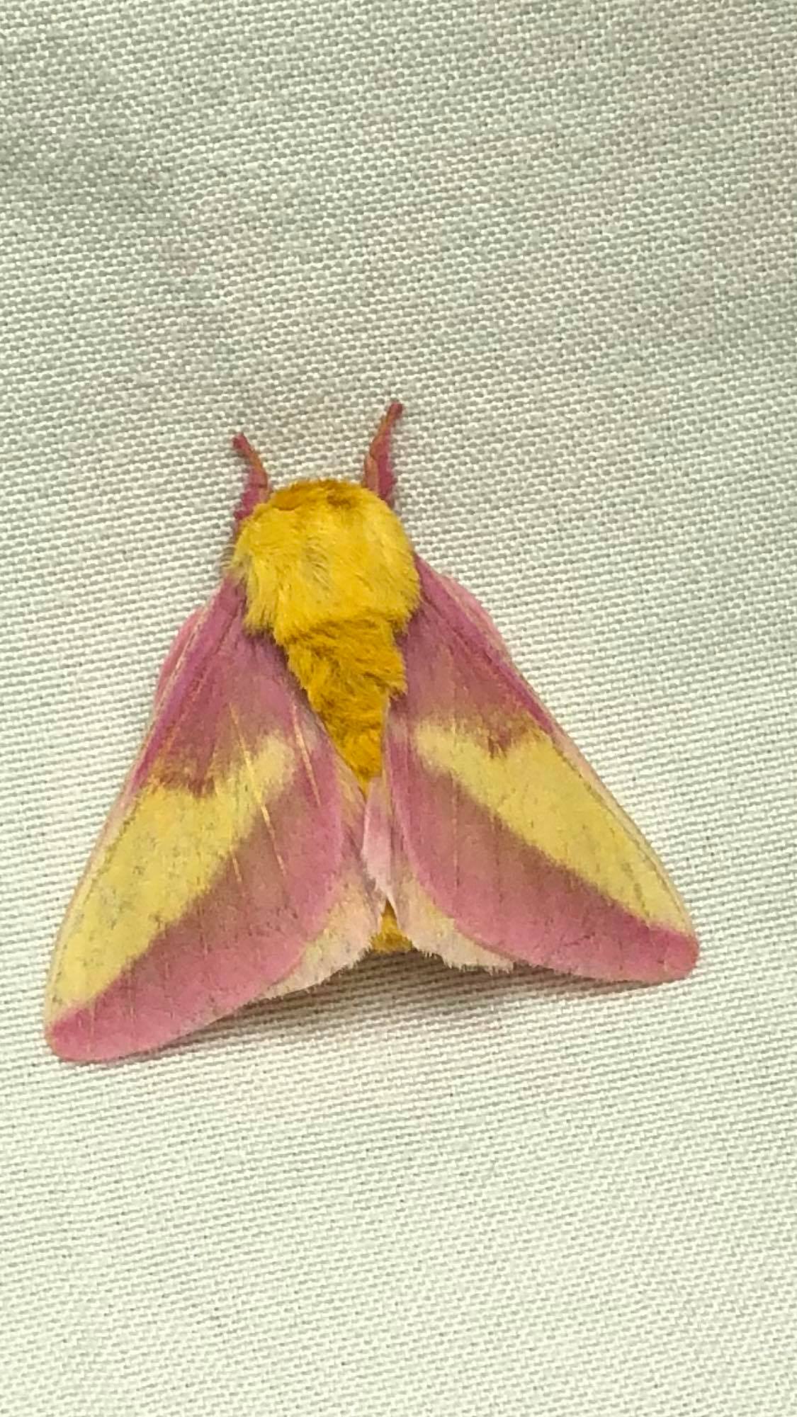 Rosy maple moth (Dryocampa rubicunda) - JungleDragon