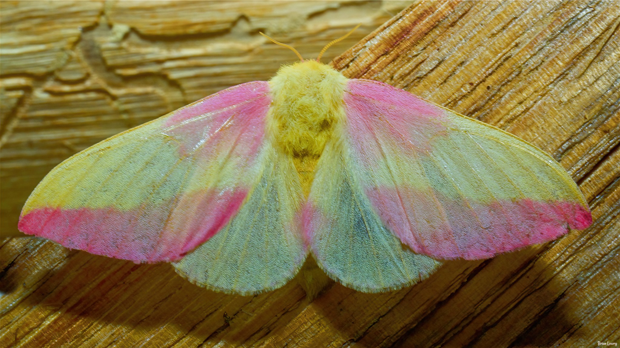 Rosy Maple Moth (Dryocampa rubicunda) Photographed in Southern Indiana -  USA : r/Entomology