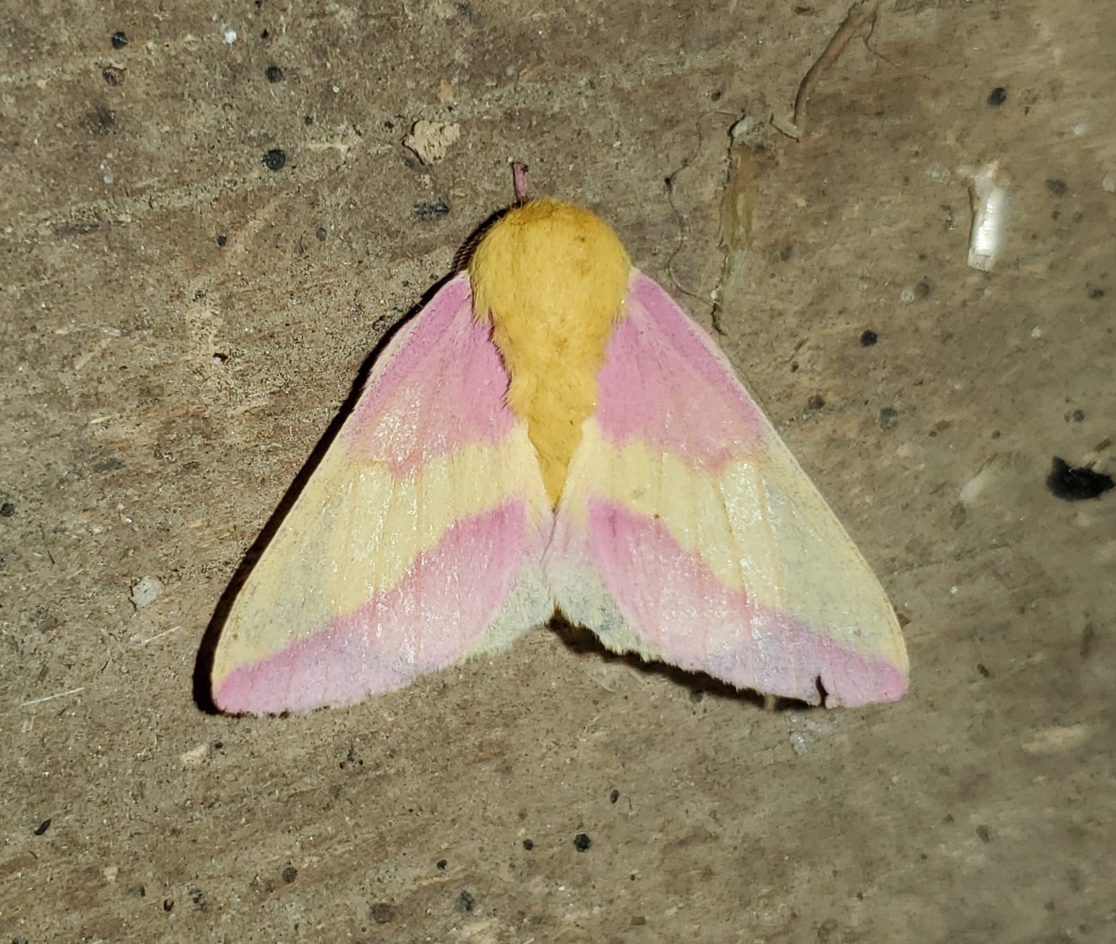 Rosy Maple Moth (Dryocampa rubicunda) Photographed in Southern Indiana -  USA : r/Entomology
