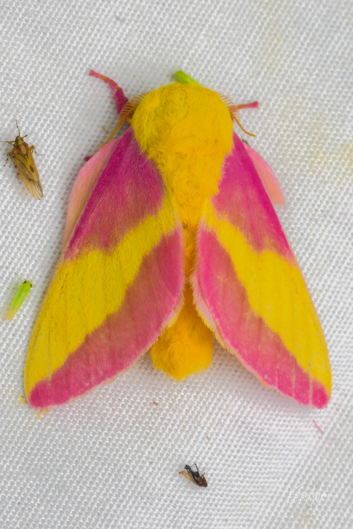 Adirondack Moths: Rosy Maple Moth (Dryocampa rubicunda)