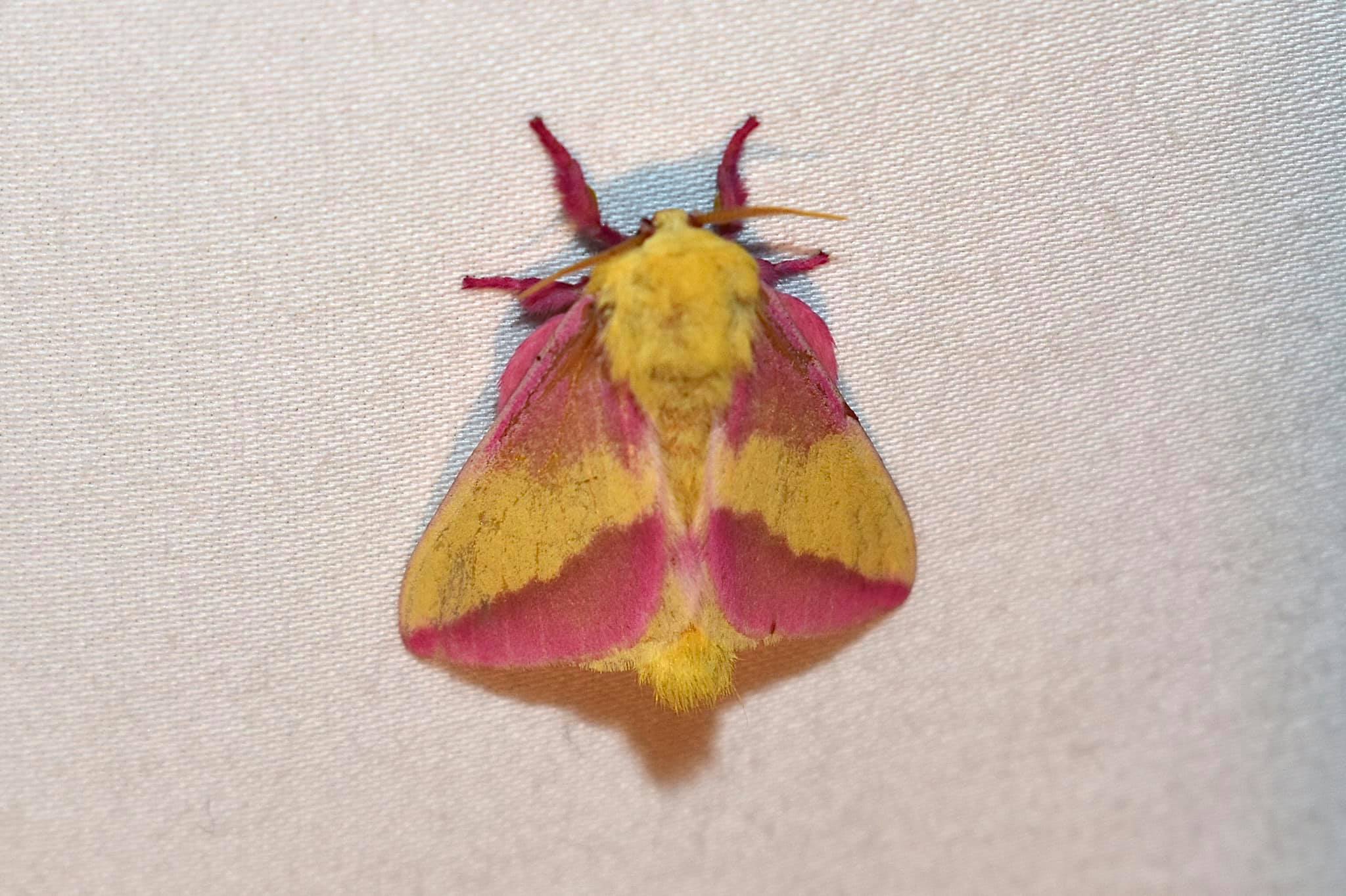File:- 7715 – Dryocampa rubicunda – Rosy Maple Moth (20503351051).jpg -  Wikimedia Commons