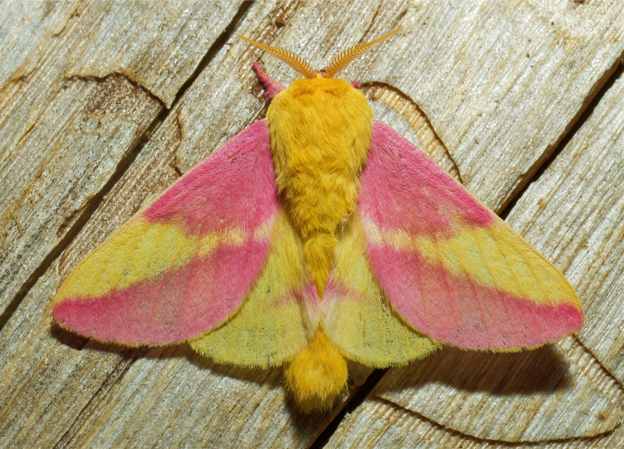 Adirondack Moths: Rosy Maple Moth (Dryocampa rubicunda)