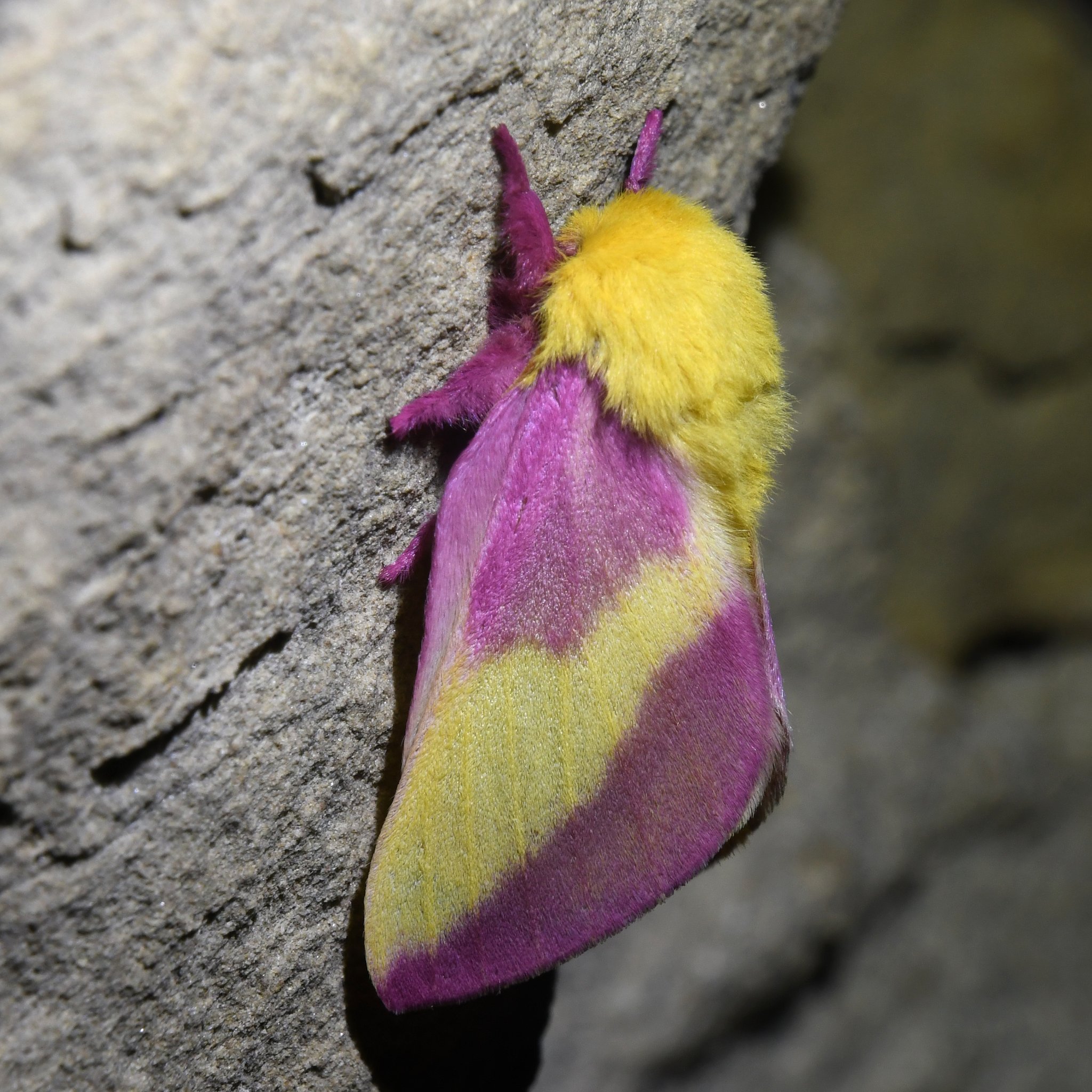 Rosy maple moth (Dryocampa rubicunda) - JungleDragon