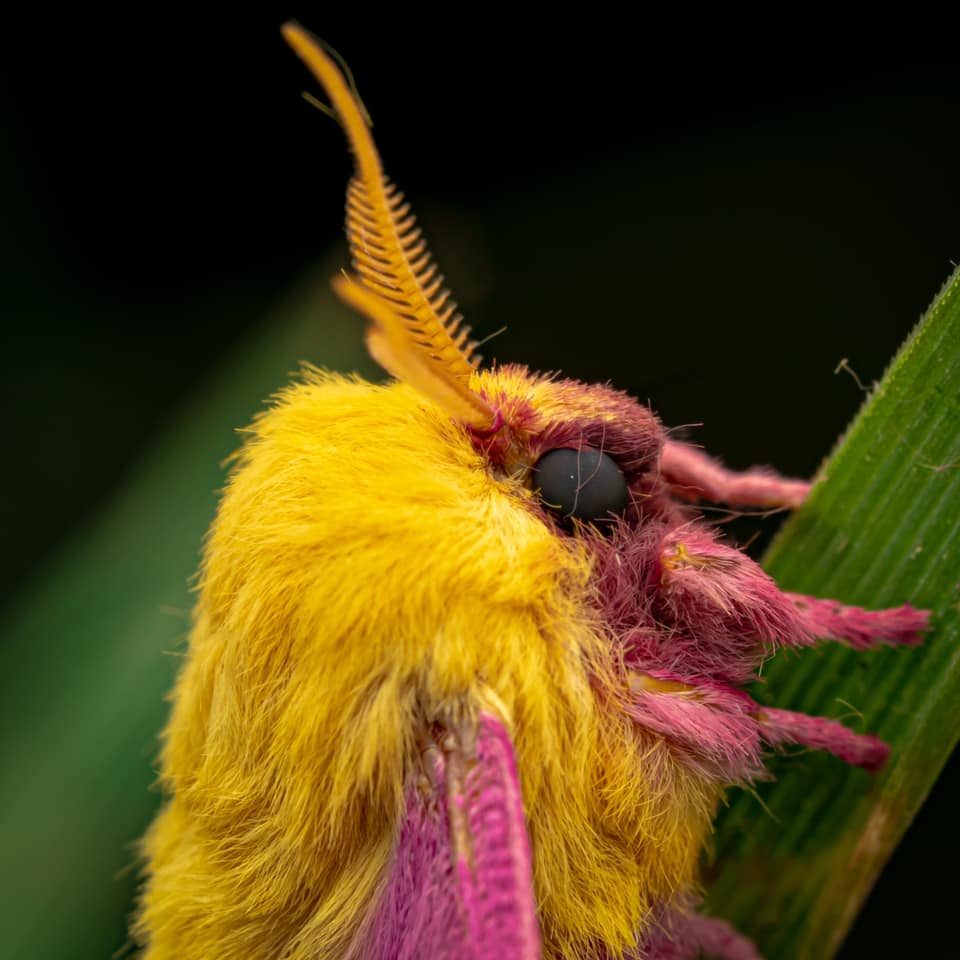 Rosy maple moth (Dryocampa rubicunda) - JungleDragon