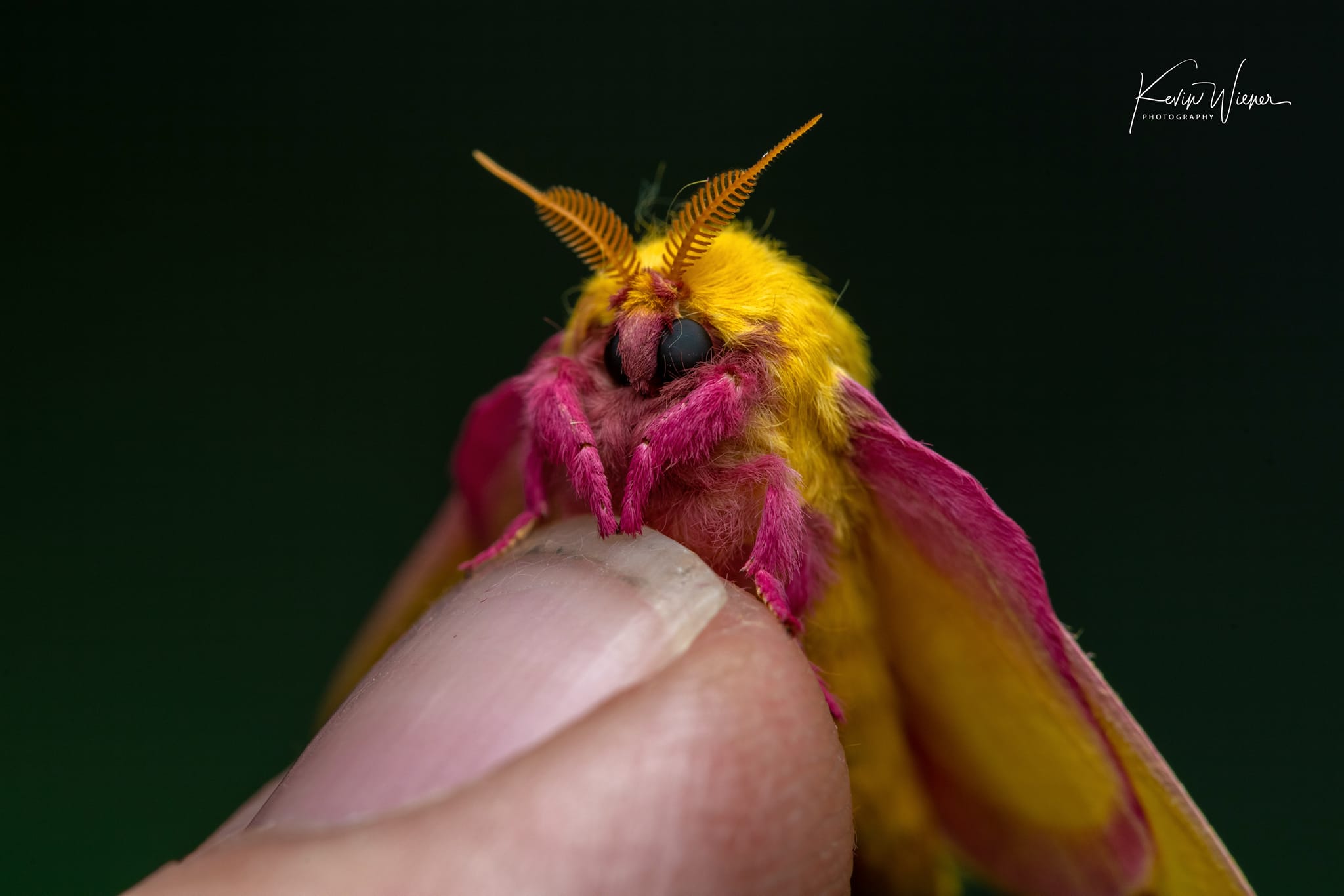 Framed Rosy Maple Moth (Dryocampa rubicunda) 6x6