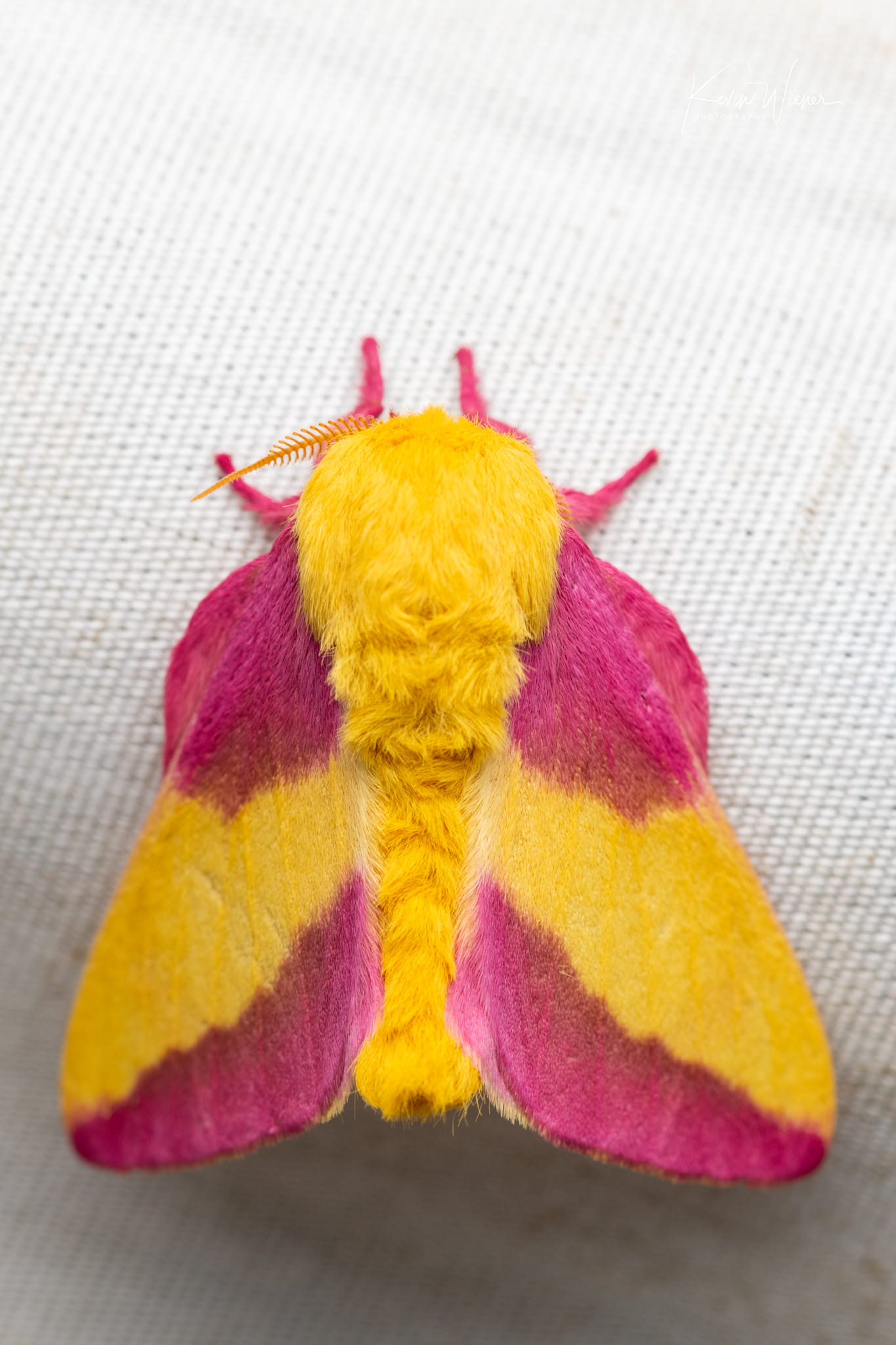 Rosy maple moth (Dryocampa rubicunda) - JungleDragon