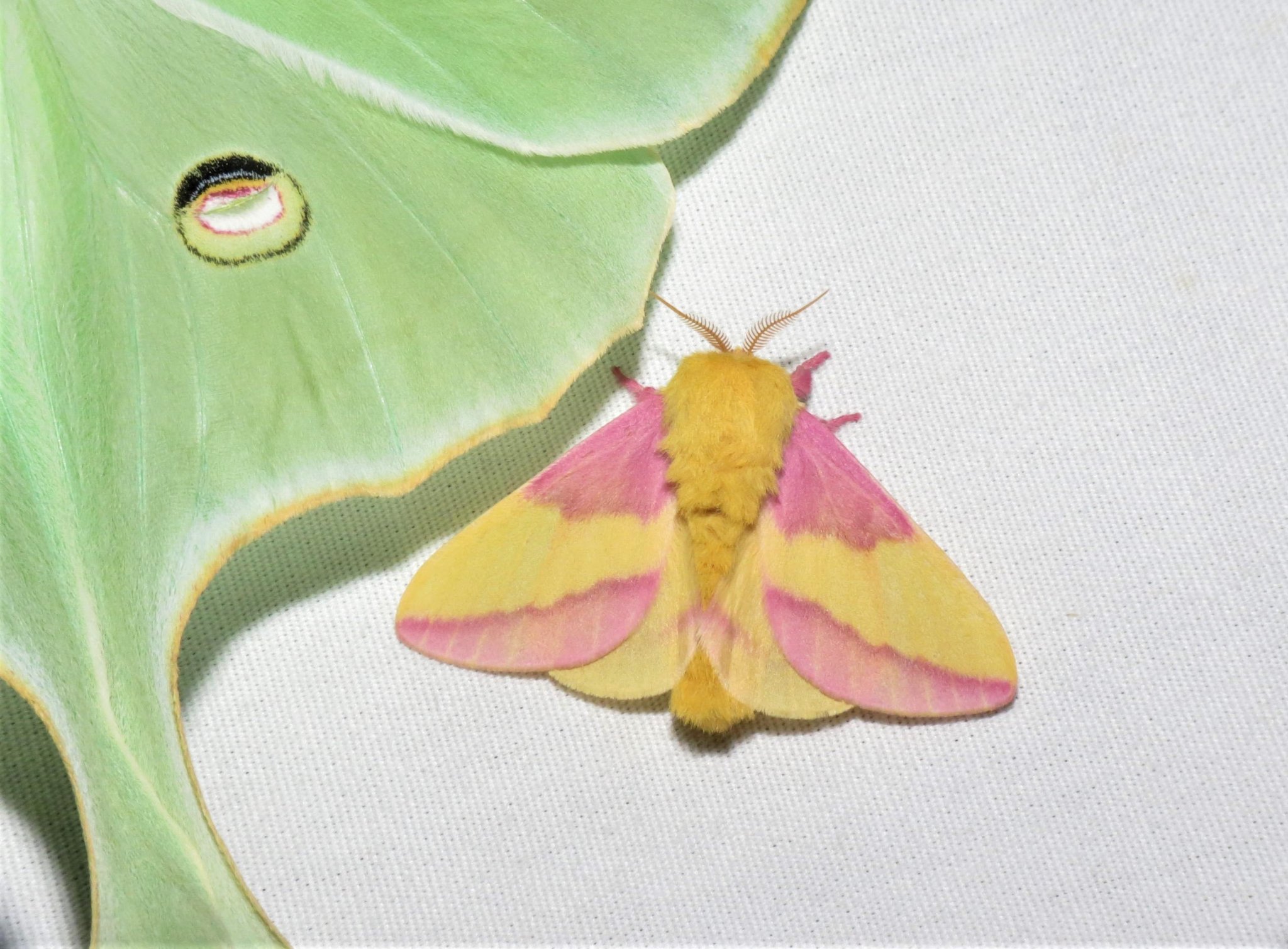 Rosy Maple Moth (Dryocampa rubicunda) portrait R9936 Marti…