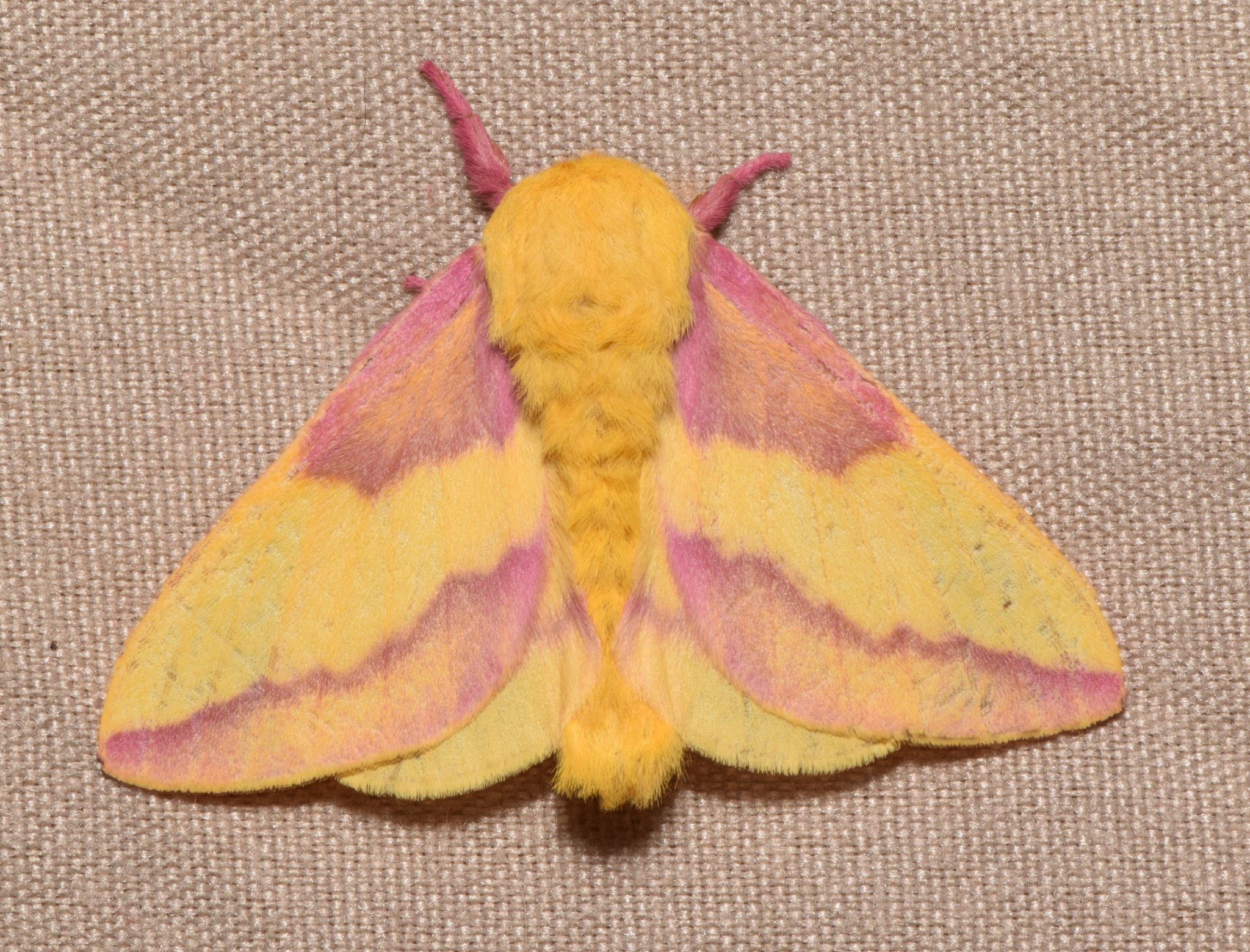 Rosy Maple Moth (Dryocampa rubicunda) · iNaturalist