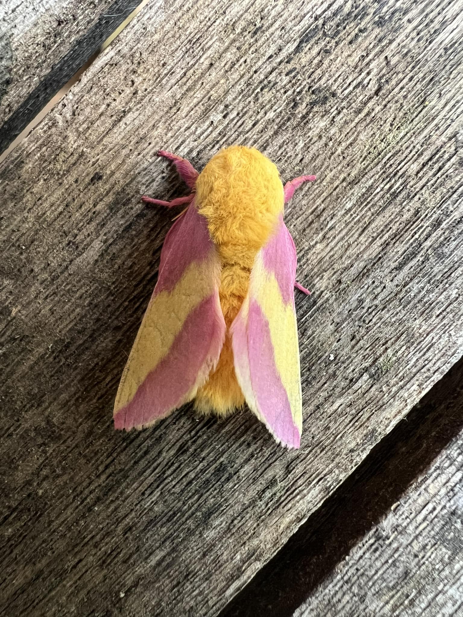 Rosy Maple Moth (Dryocampa rubicunda) · iNaturalist