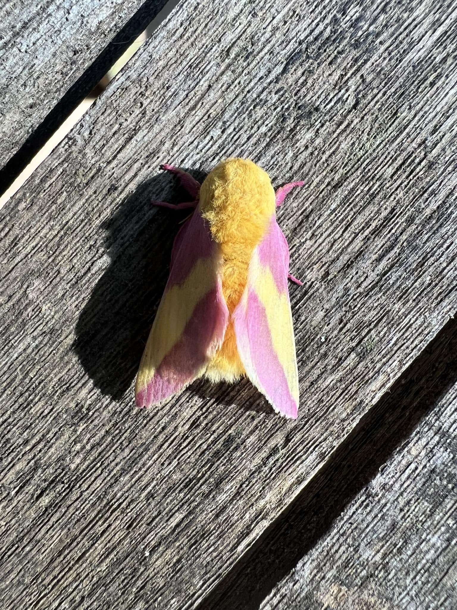 Rosy Maple Moth (Dryocampa rubicunda) Photographed in Southern Indiana -  USA : r/Entomology