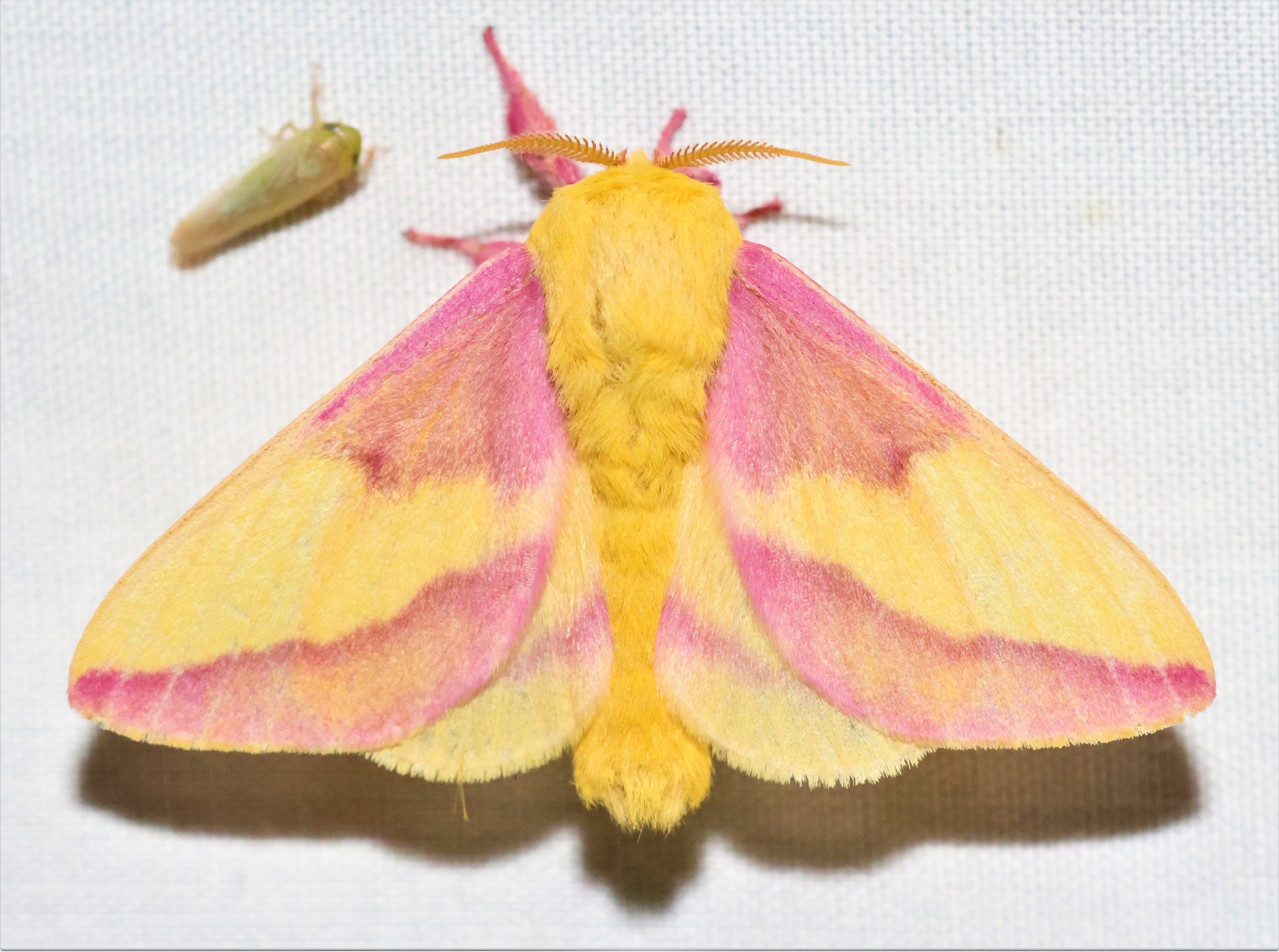 Rosy maple moth (Dryocampa rubicunda) - JungleDragon