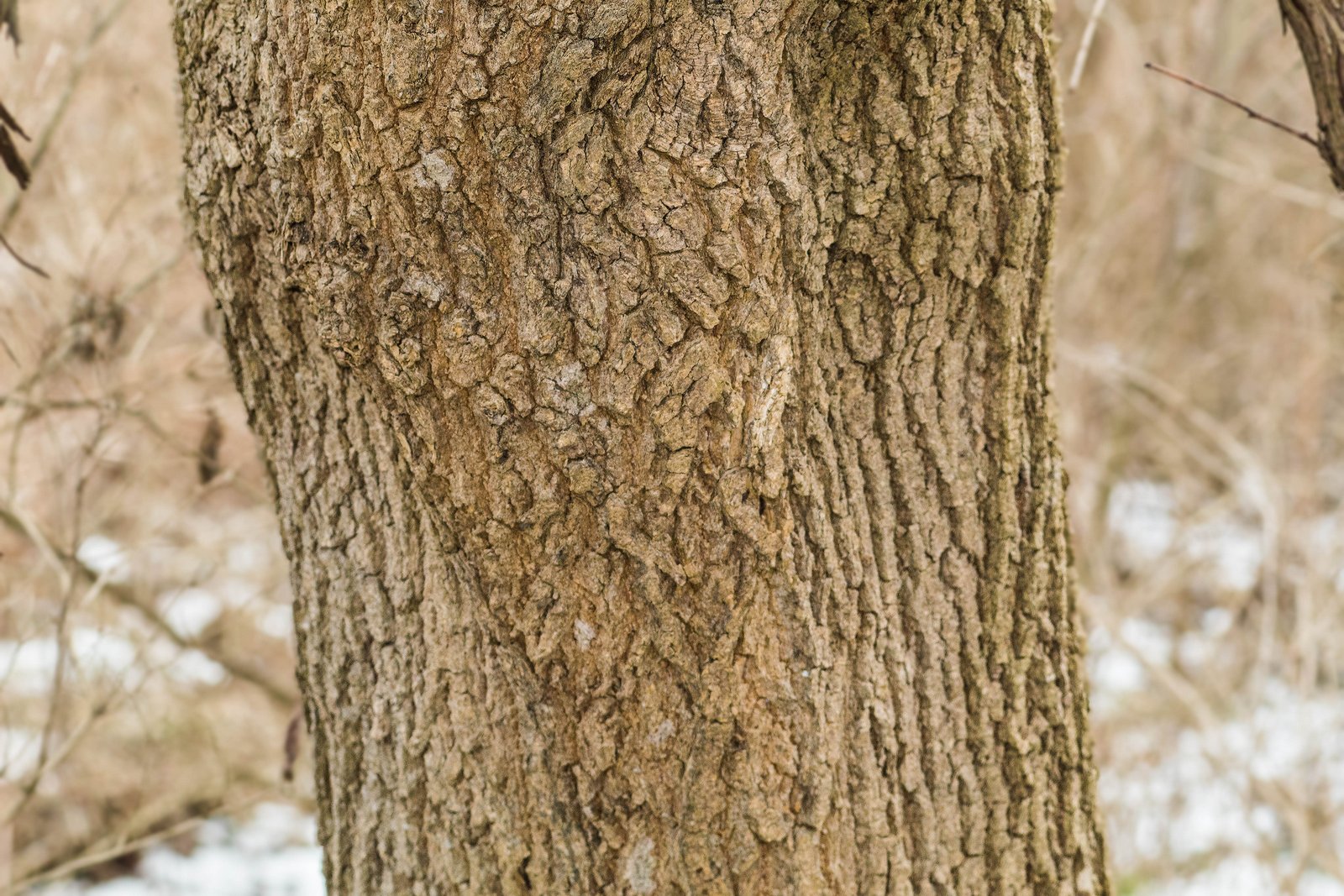 Acer Negundo Tree